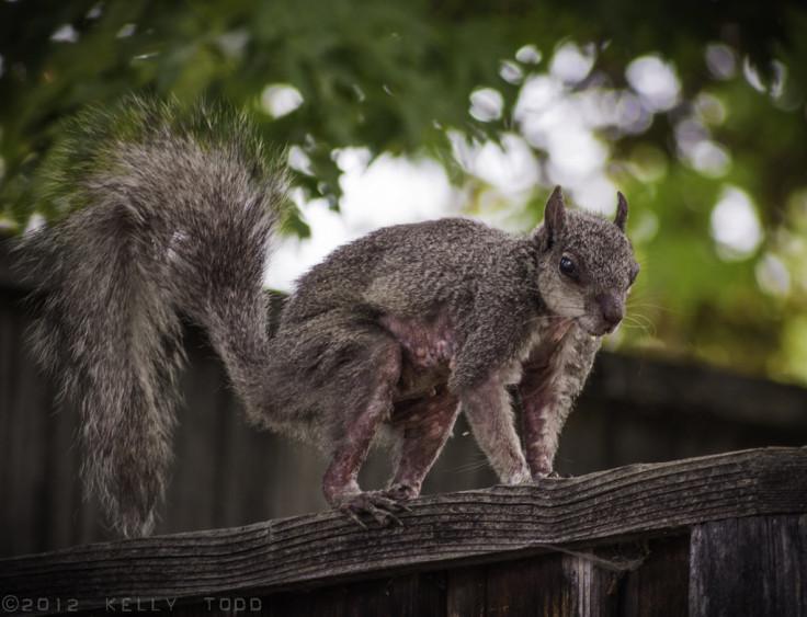 Zombie Squirrel