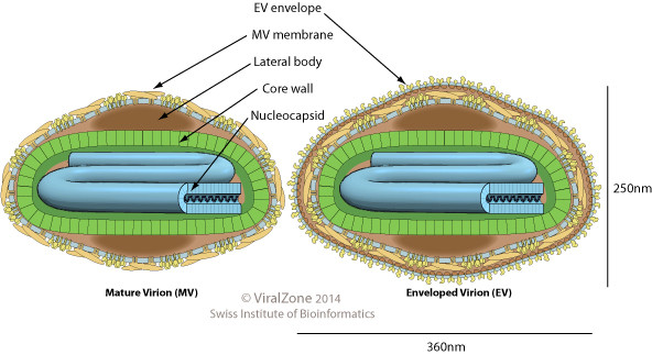 Leporipoxvirus