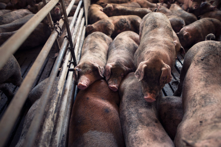 Pig Farm