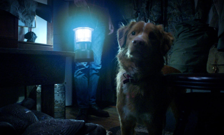 Good Boy Horror Film