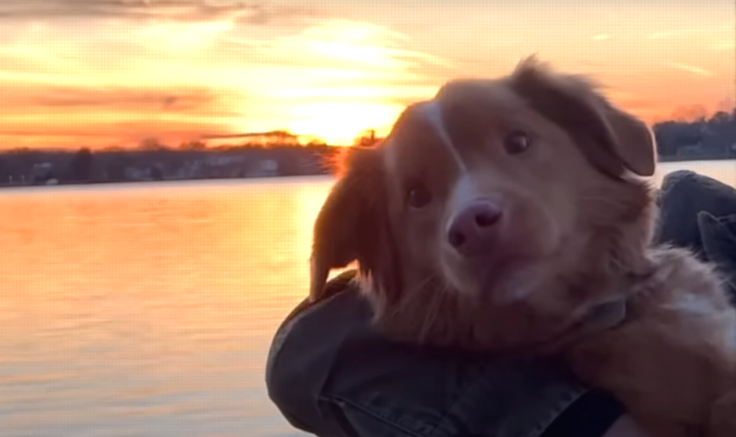 Good Boy movie trailer