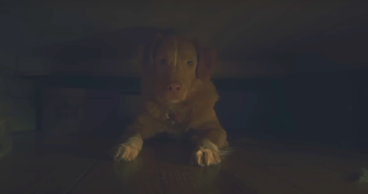Good Boy movie