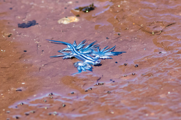 Glaucus atlanticus (Blue Dragon)