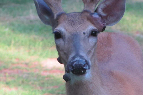 A deer with warts