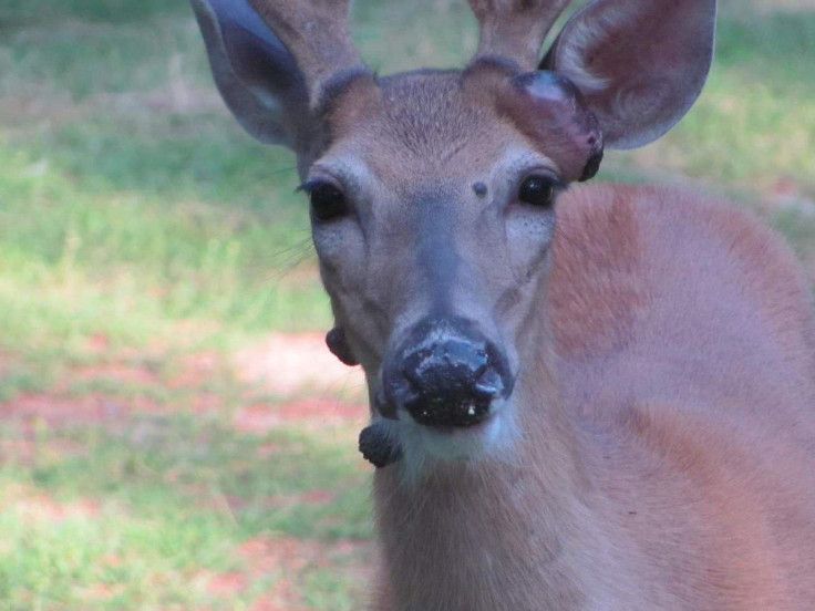 A deer with warts