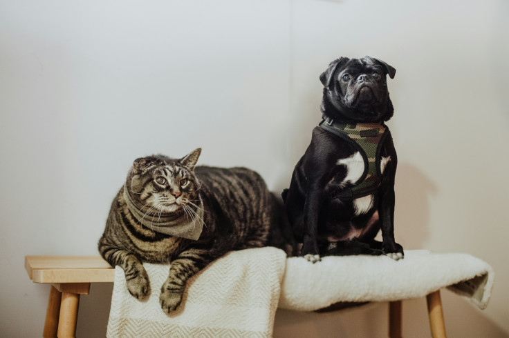 A cat and a dog on a bench