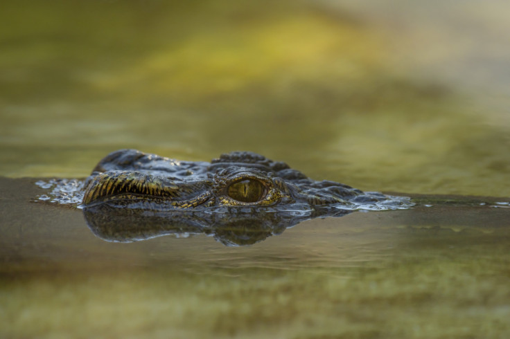 Crocodile-Infested Rivers