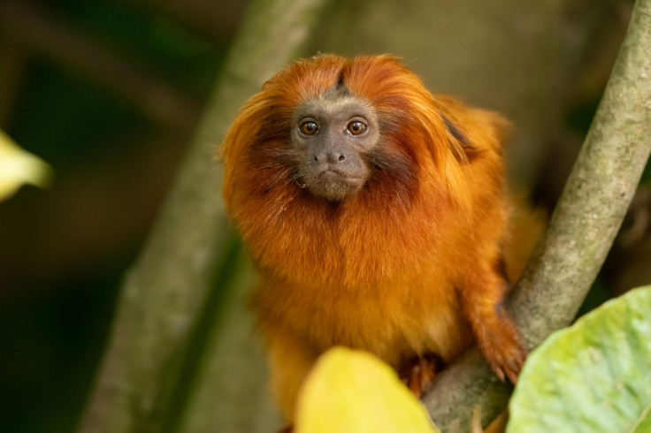 Golden lion tamarins