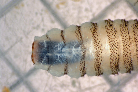 New World Screwworn (NWS)