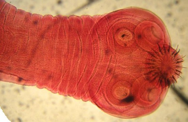 Pork Worm