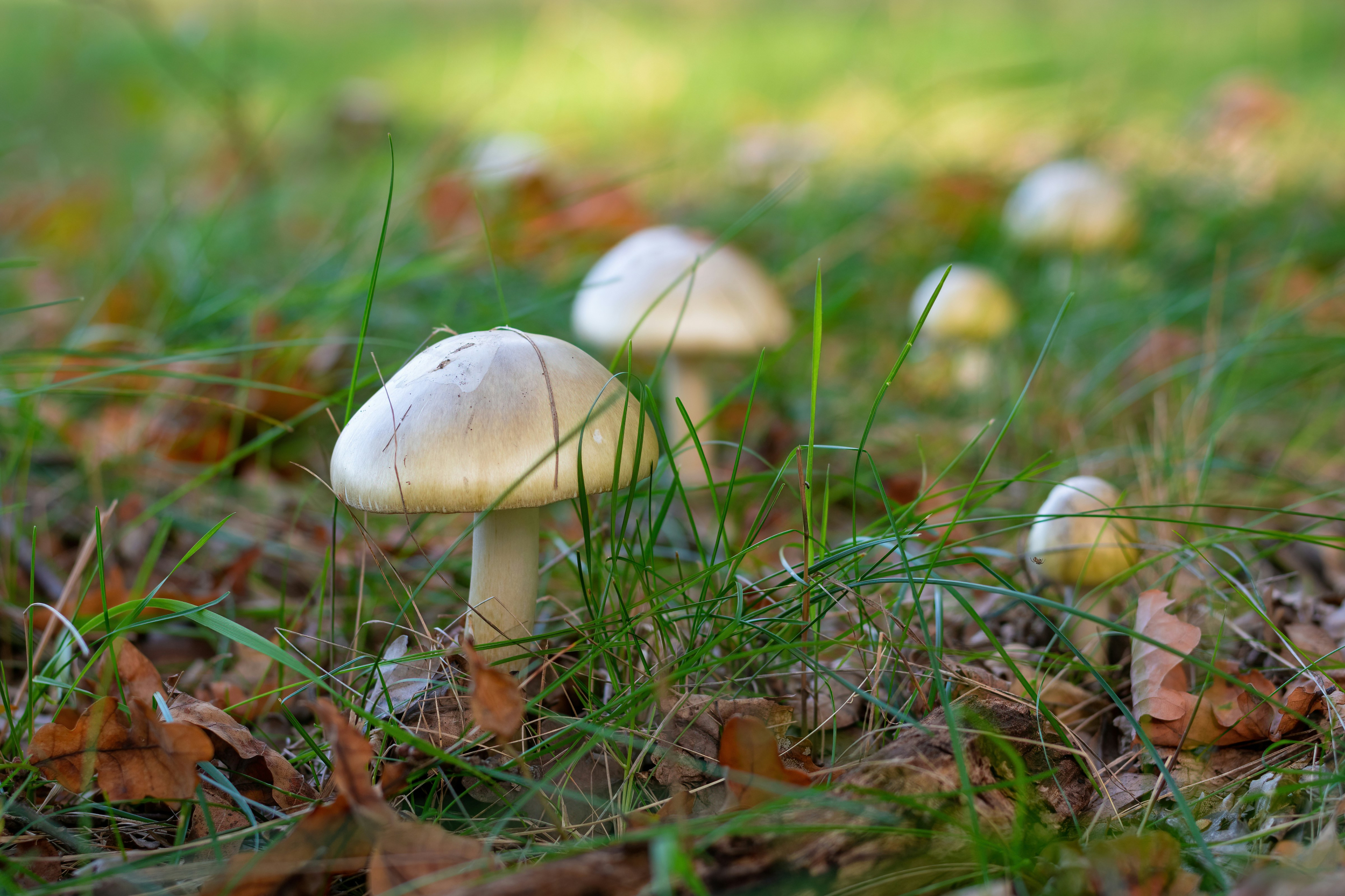 A group of mushroom that are in the grass