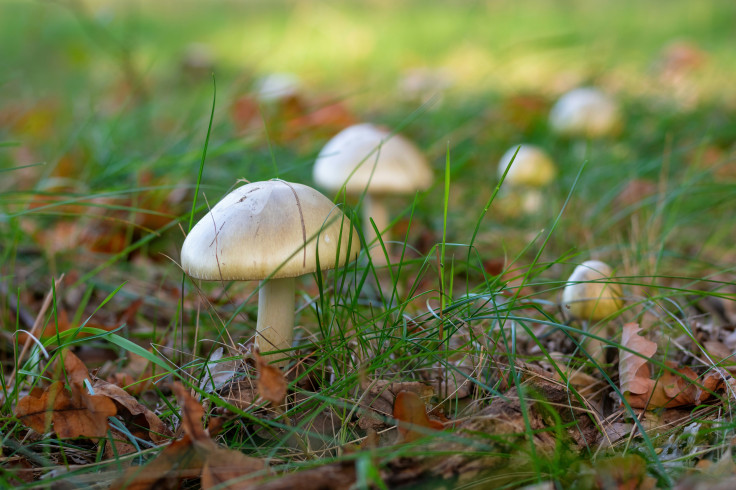 A group of mushroom that are in the grass