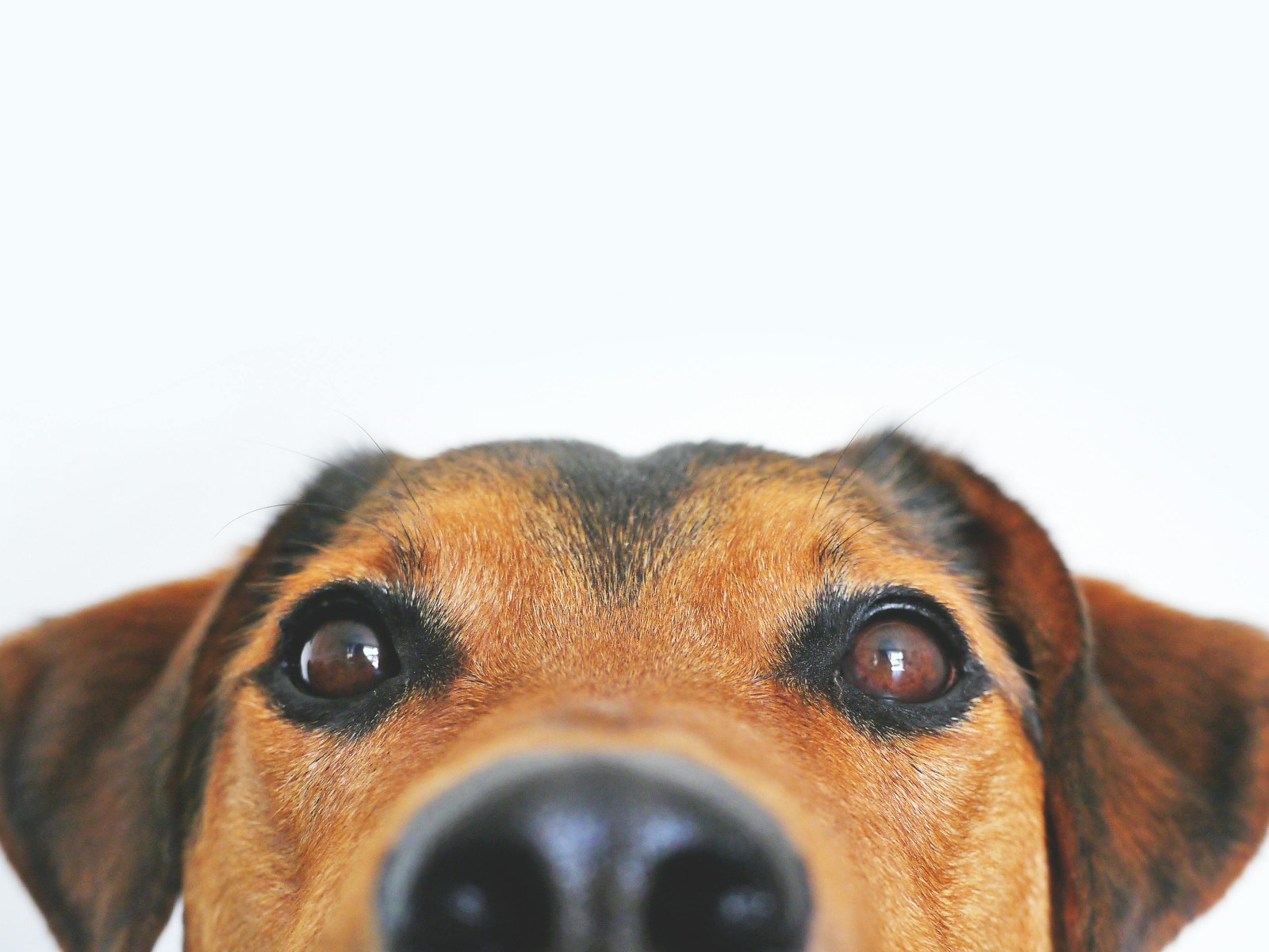 Pets