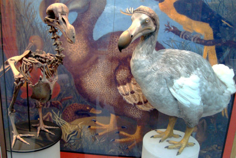 dodo bird