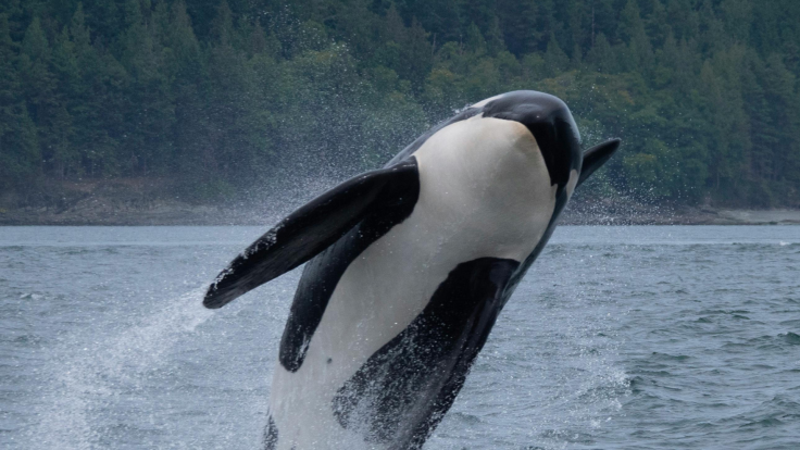 Orca