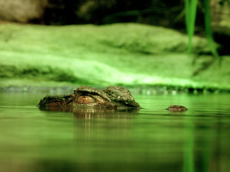 Alligator on a river