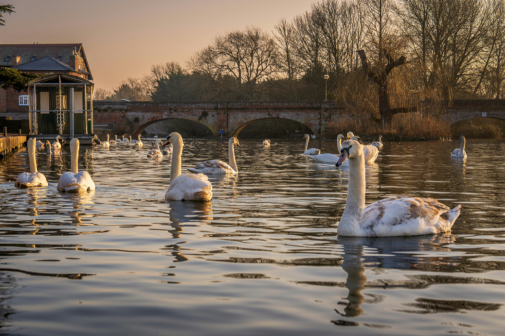 Farage: Eastern Migrants Eating Swans in Royal Parks