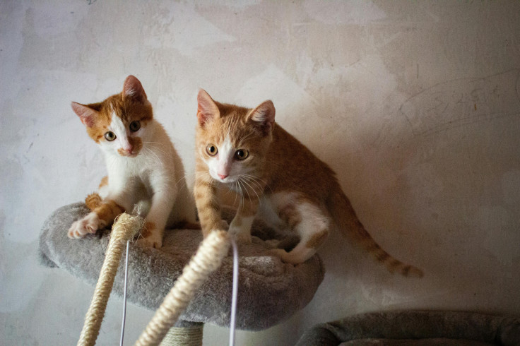 Cats