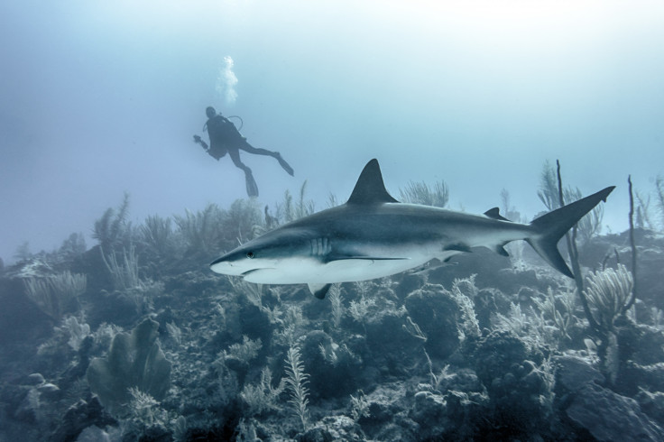 Great White Shark