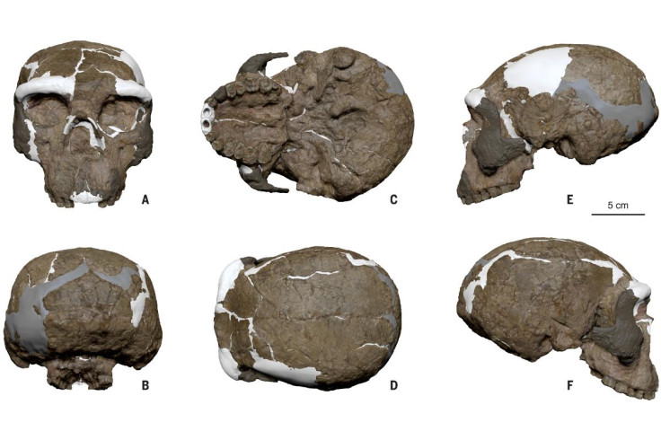 Yunxian 2 cranium