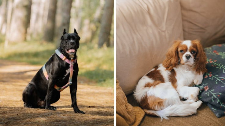 Cane Corso and King Charles Cavalier Spaniel