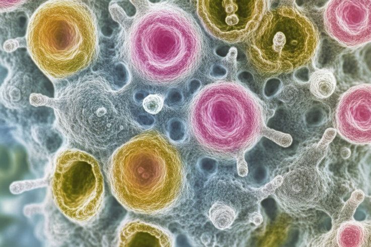 Norovirus