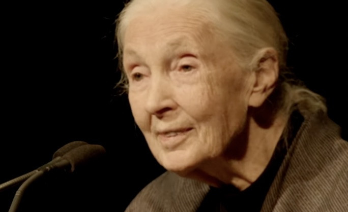 Jane Goodall