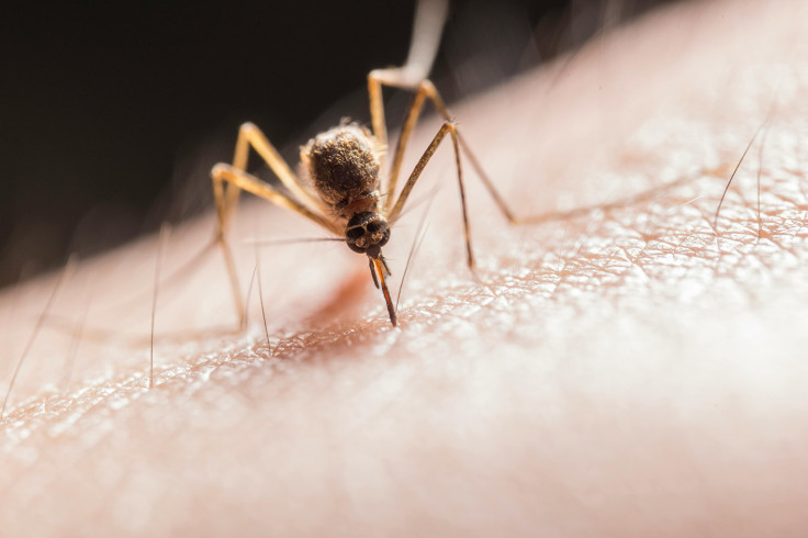 Mosquitoes