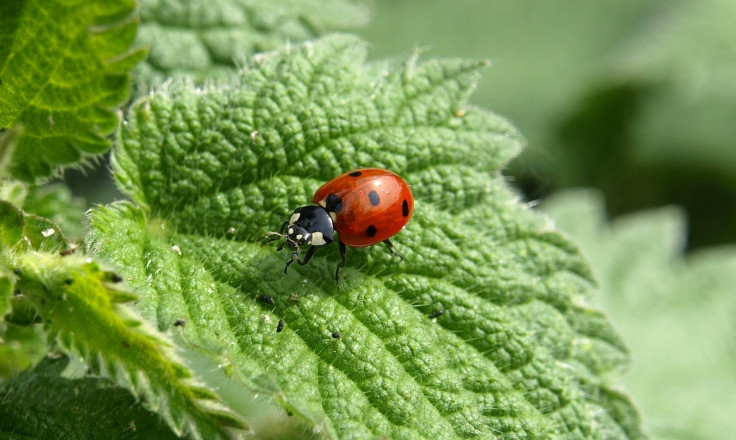 ladybird