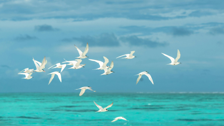 Birds