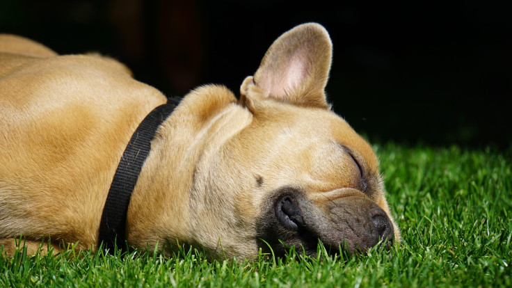 Shock collars for dog