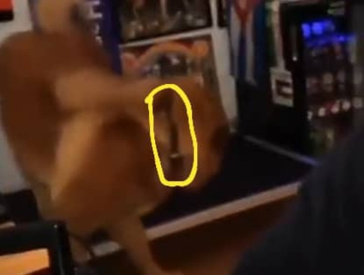 Hasan Piker's Dog