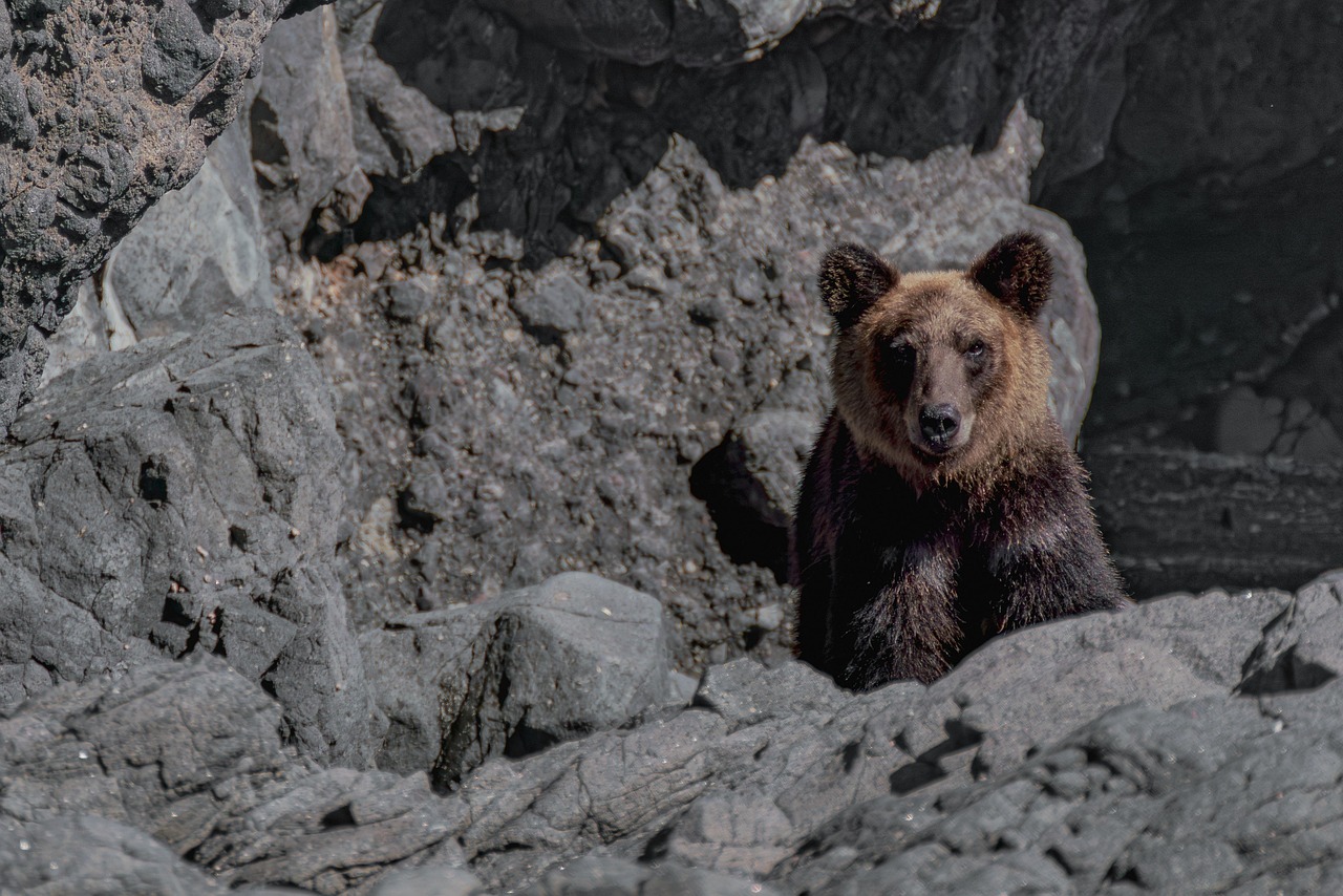 Japan Bear Attacks On The Rise - What's Causing It? Extreme Weather, Declining Human Population Seen As Culprit