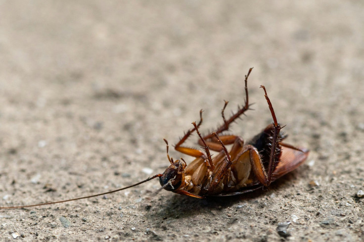 Roaches found in London buses