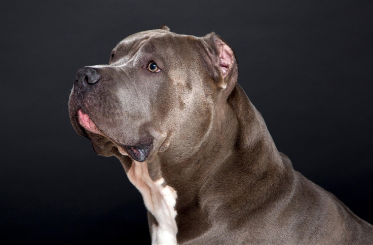 Bull Dog