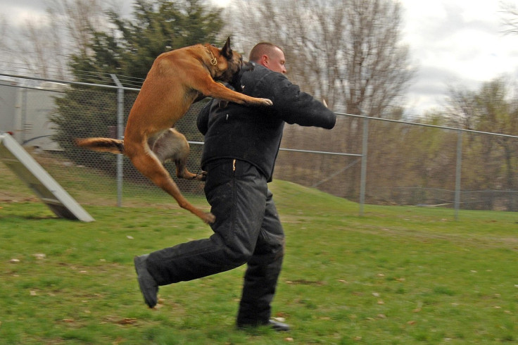 A representational image of a dog attack.