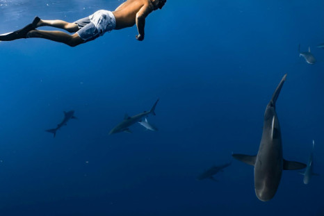 man with sharks