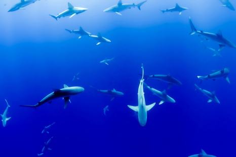 Video of Sharks Eating Snorkeler Spreads Online