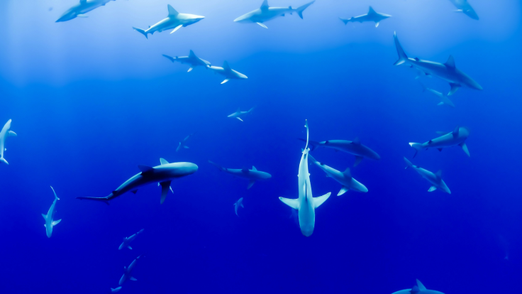 Video of Sharks Eating Snorkeler Spreads Online