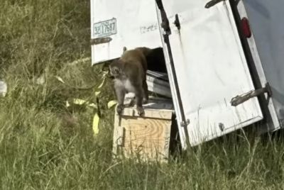 Diseased Lab Monkeys on the Loose in Mississippi