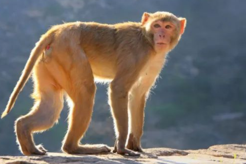 Monkey escape after Mississippi crash