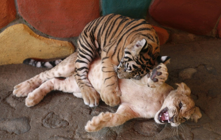 A three-month-old Bengal Tiger plays with a three-month-old lion cub at a zoo in Puerto Vallarta