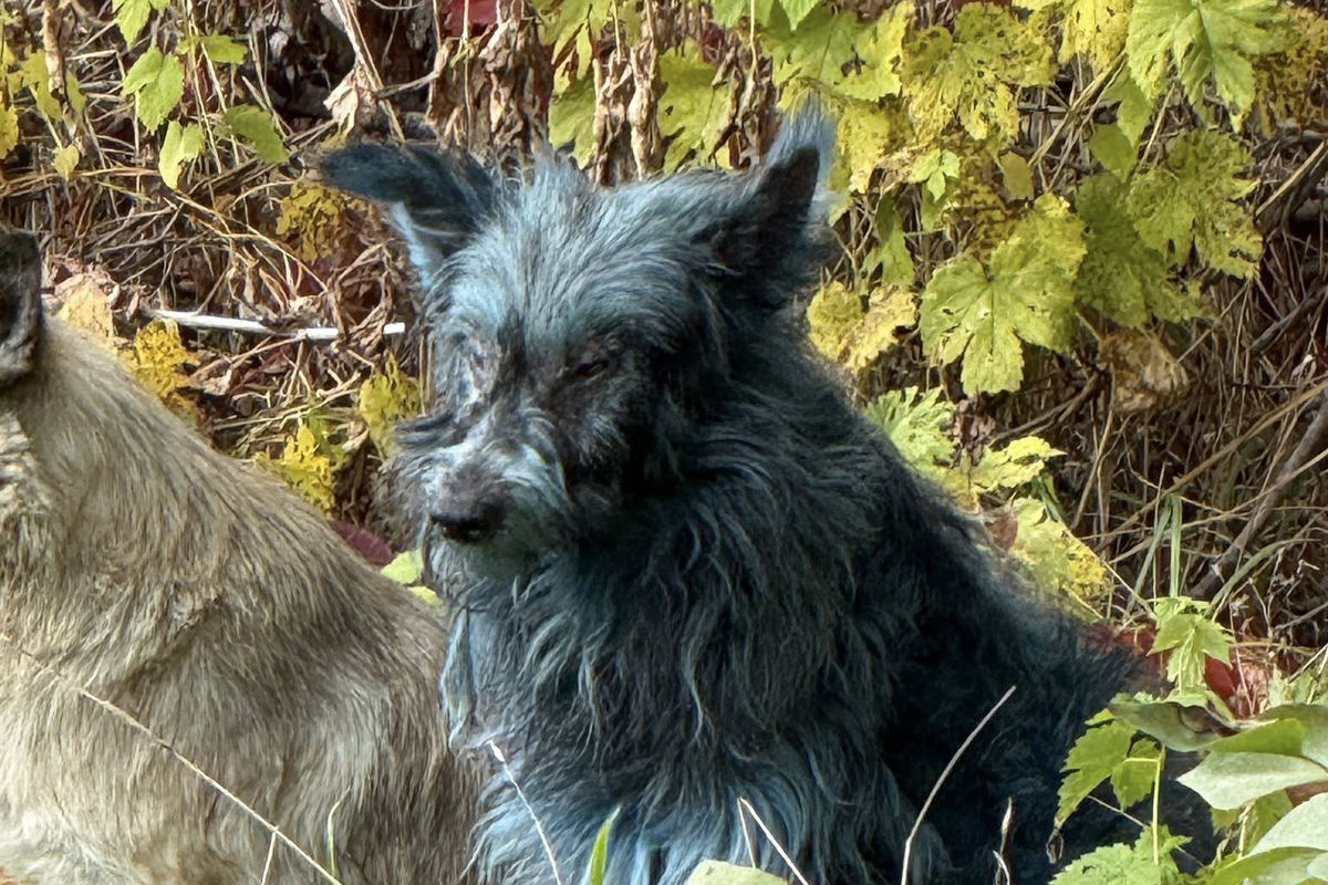 Why Are The Chernobyl Stray Dogs Coloured Blue? Here's What The Researchers Say About It