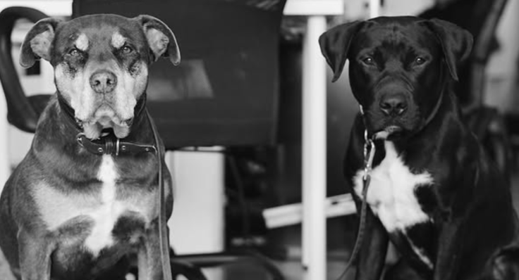 Tom Brady's dogs Lua and Onyx