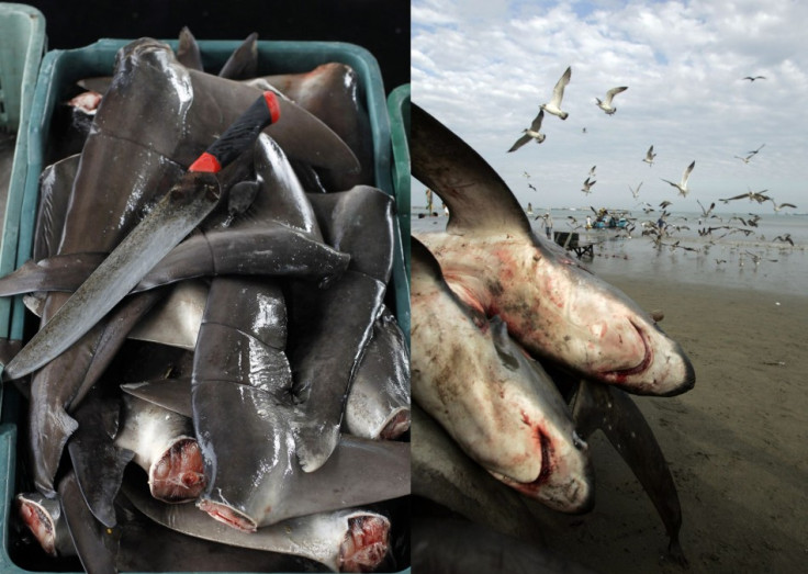 2,000 Sharks Killed for Fins off Colombia
