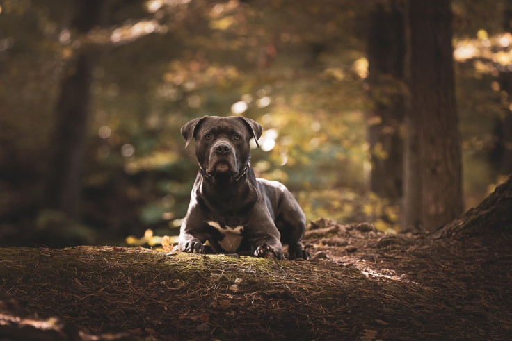 American Bully