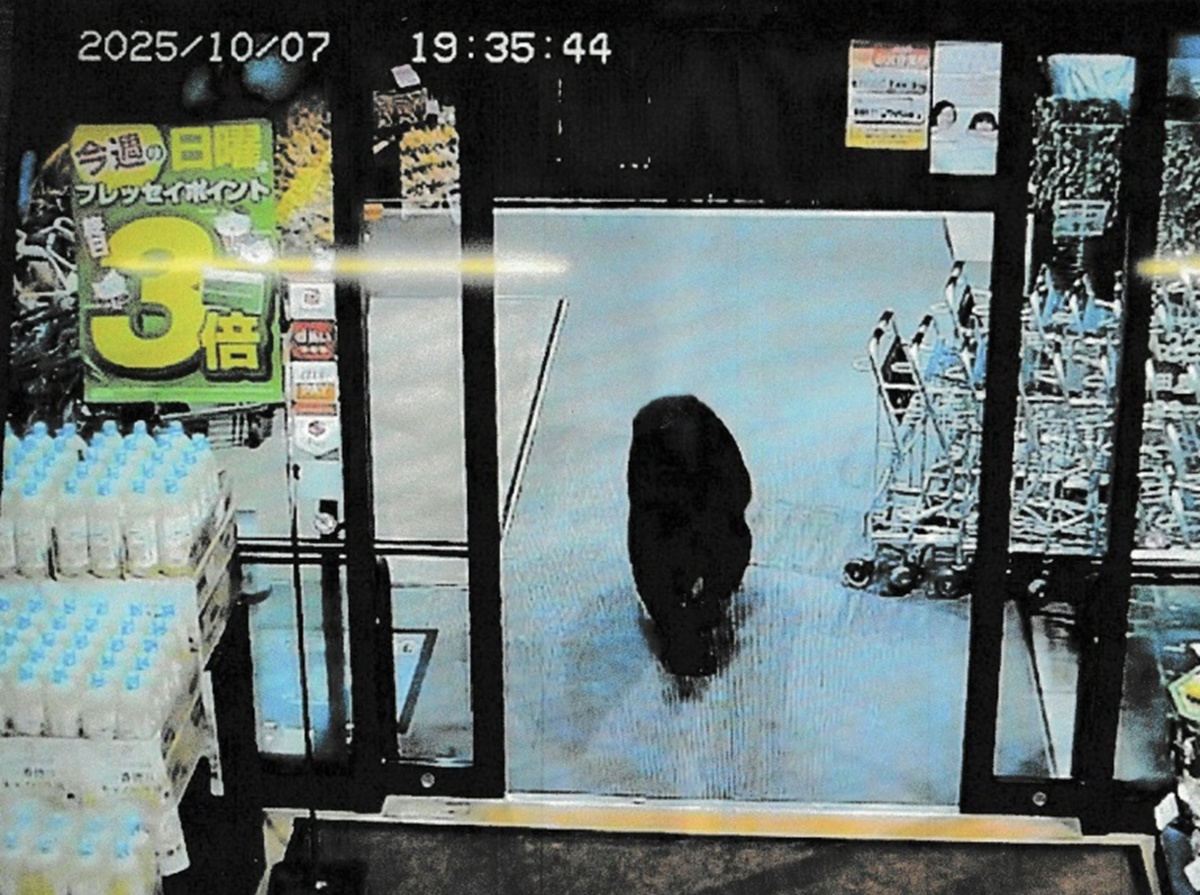 Japan's Bear Crisis Explodes – Army Called In After Dozens Killed