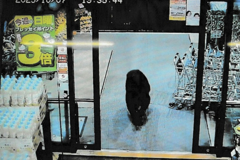 Adult bear enters a supermarket in Japan
