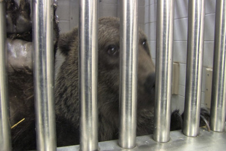 A rescued brown bear is pictured at the Columbus Zoo