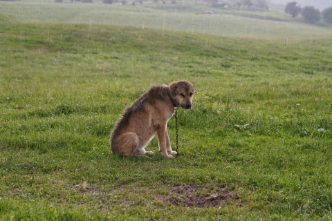 Dogs Cats Abandoned UK Pets